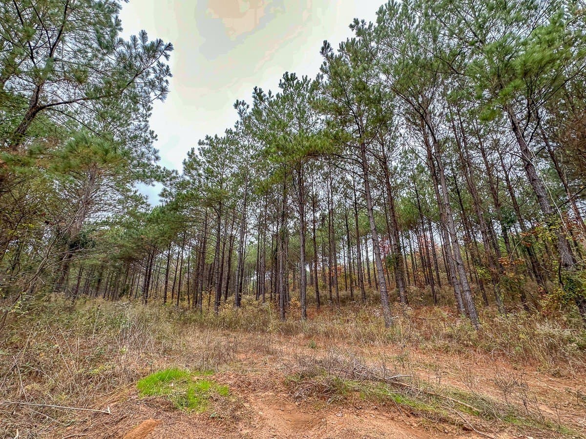 17.13 acres in Marion County - photo 23
