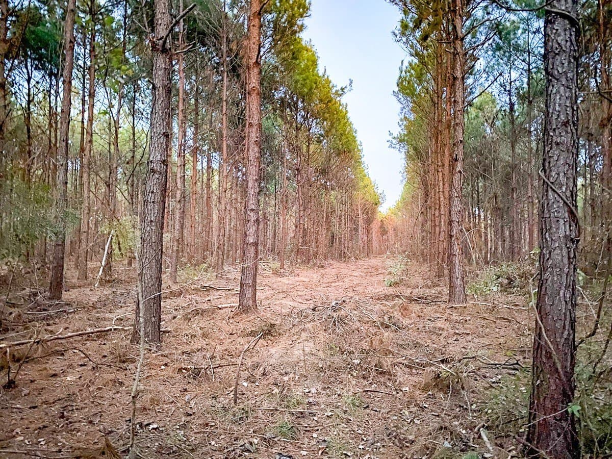 17.13 acres in Marion County - photo 6