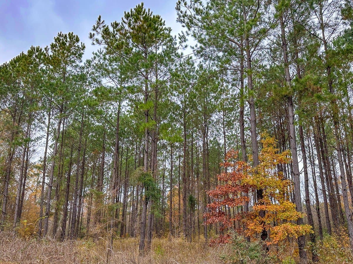 17.13 acres in Marion County - photo 15