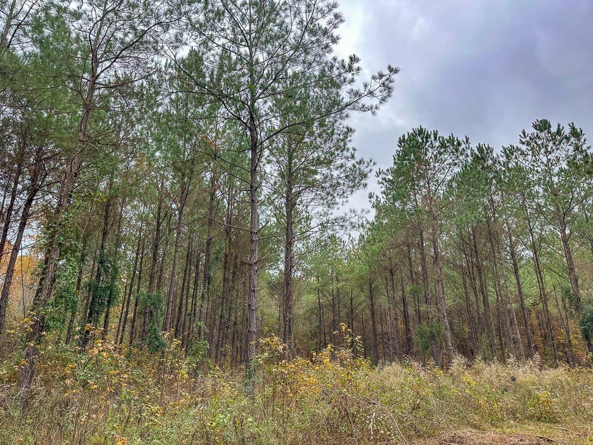 17.13 acres in Marion County - photo 8