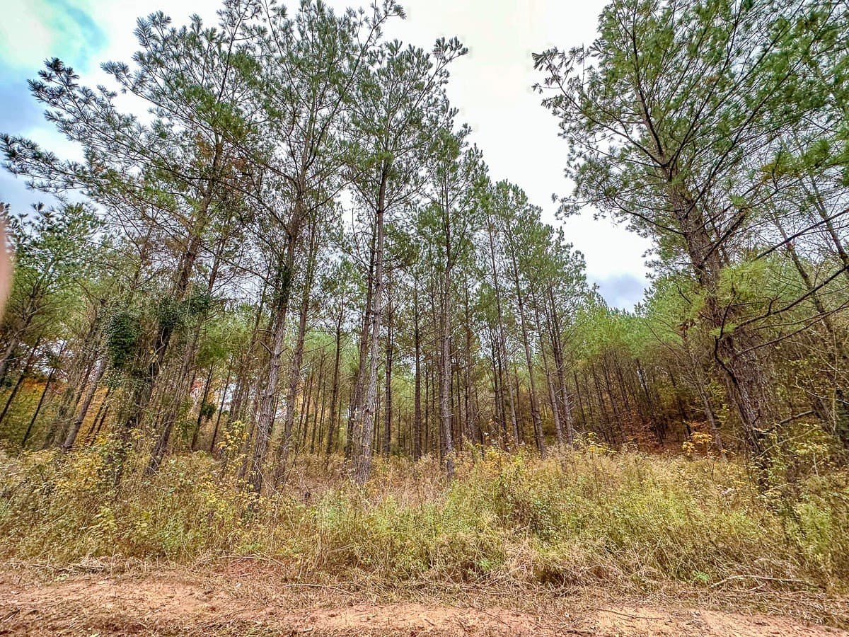 17.13 acres in Marion County - photo 10