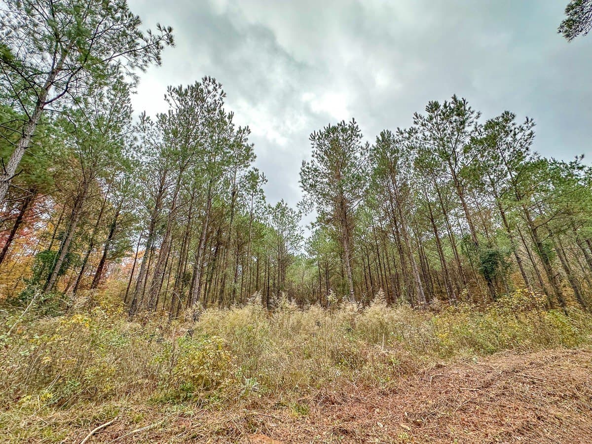 17.13 acres in Marion County - photo 9