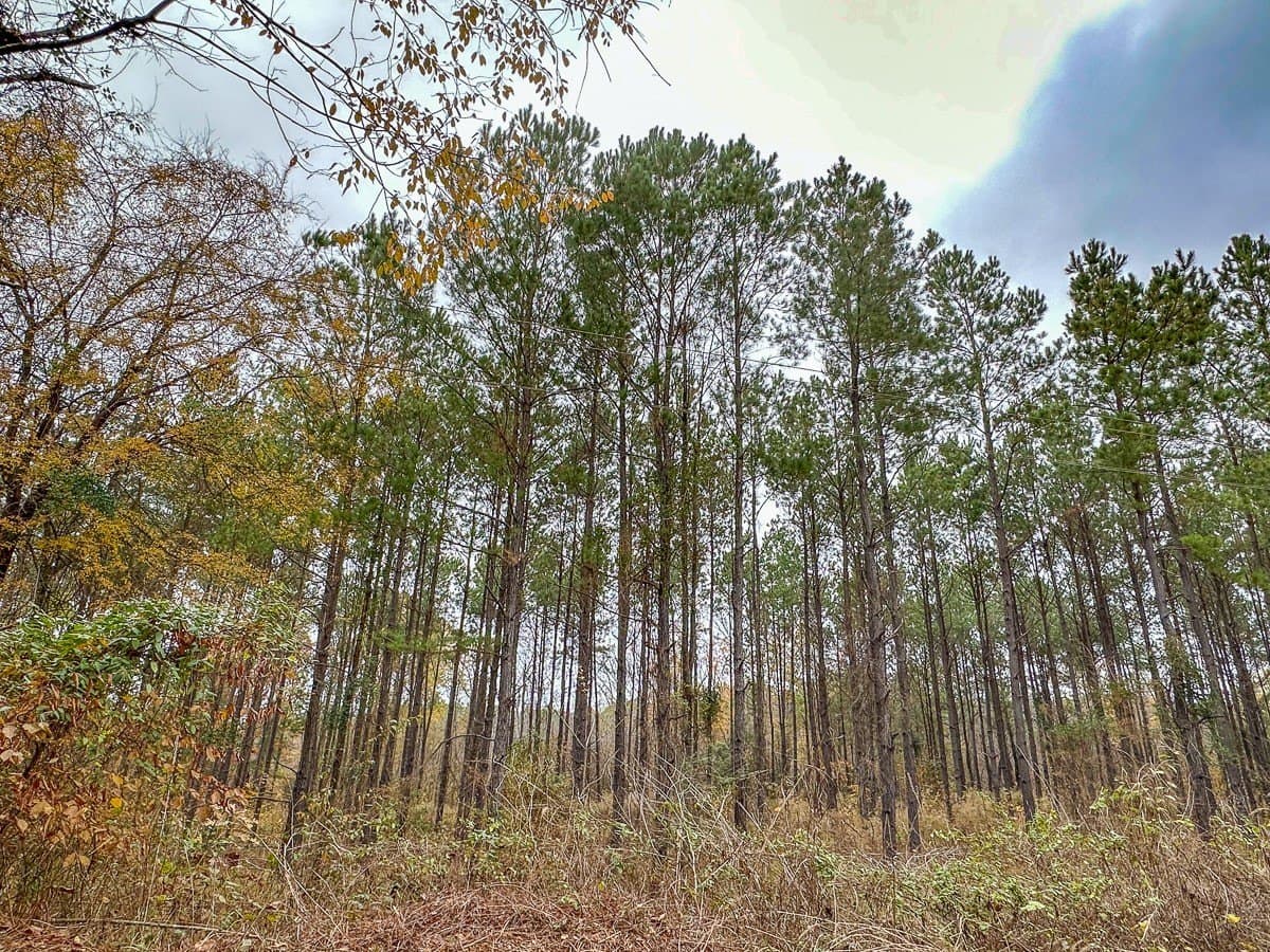 17.13 acres in Marion County - photo 14