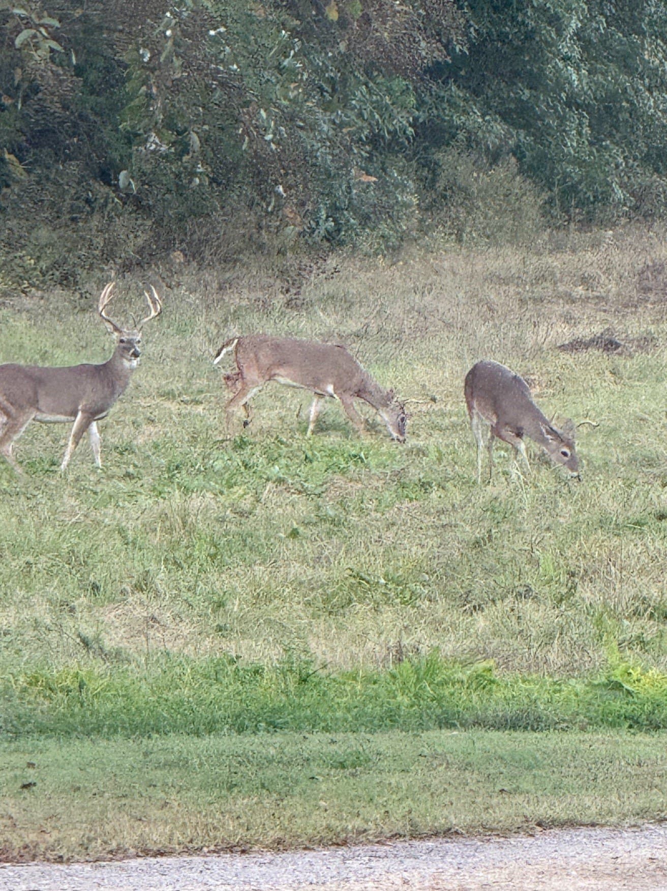 20 acres in Van Zandt County - photo 15