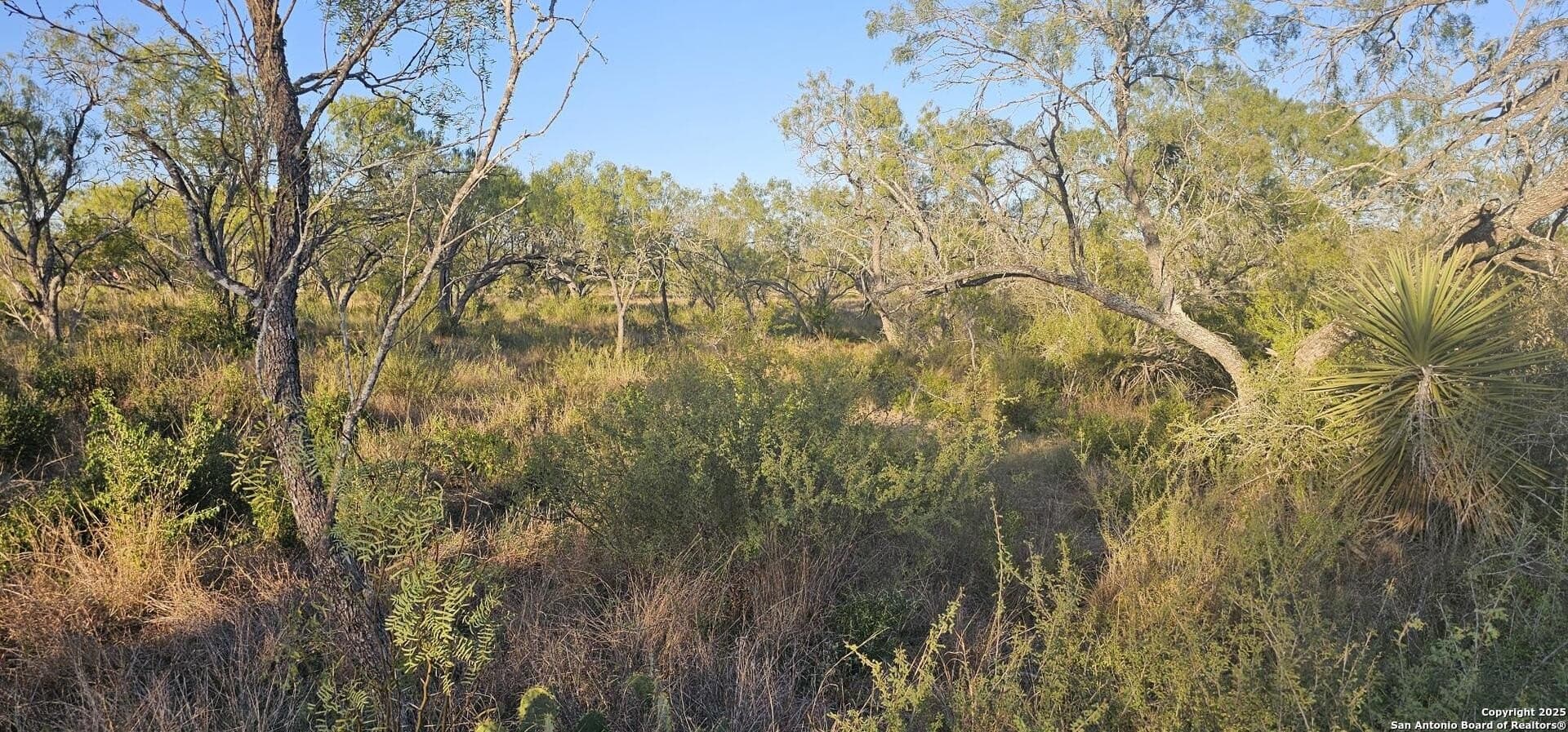 1.28 acres in Atascosa County gallery image 2