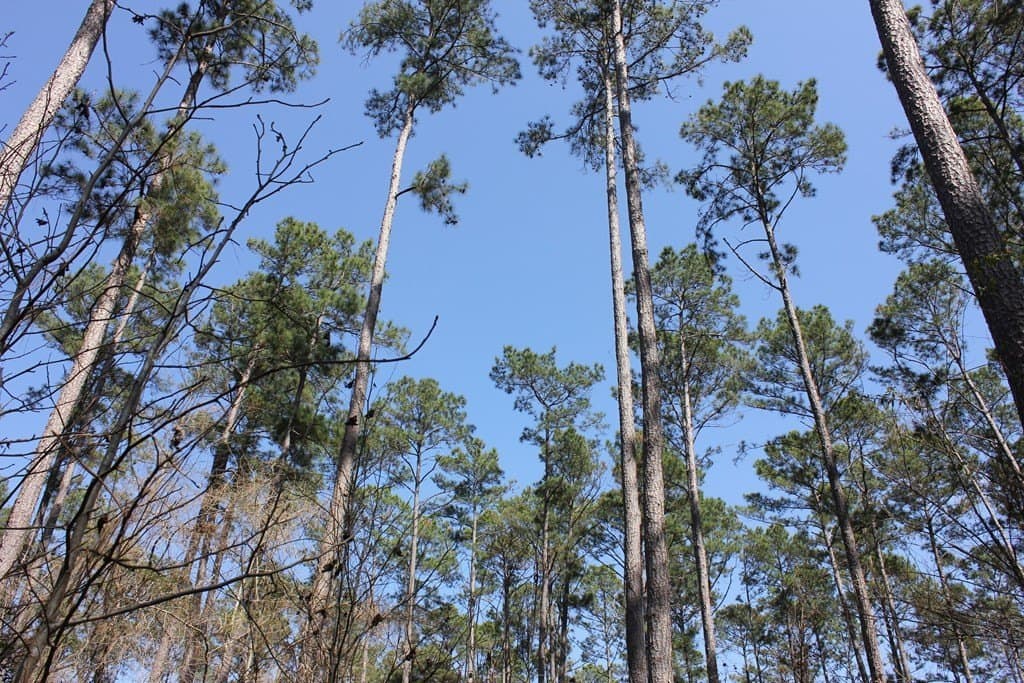 57 acres in Texas County - photo 18
