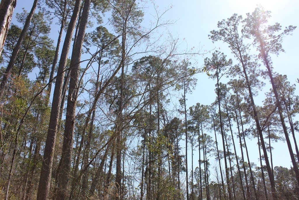 57 acres in Texas County - photo 13