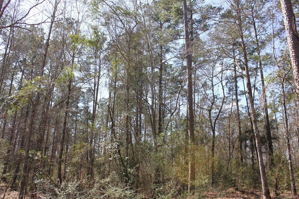 57 acres in Texas County - photo 11