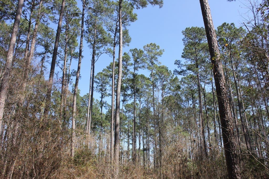 57 acres in Texas County - photo 15