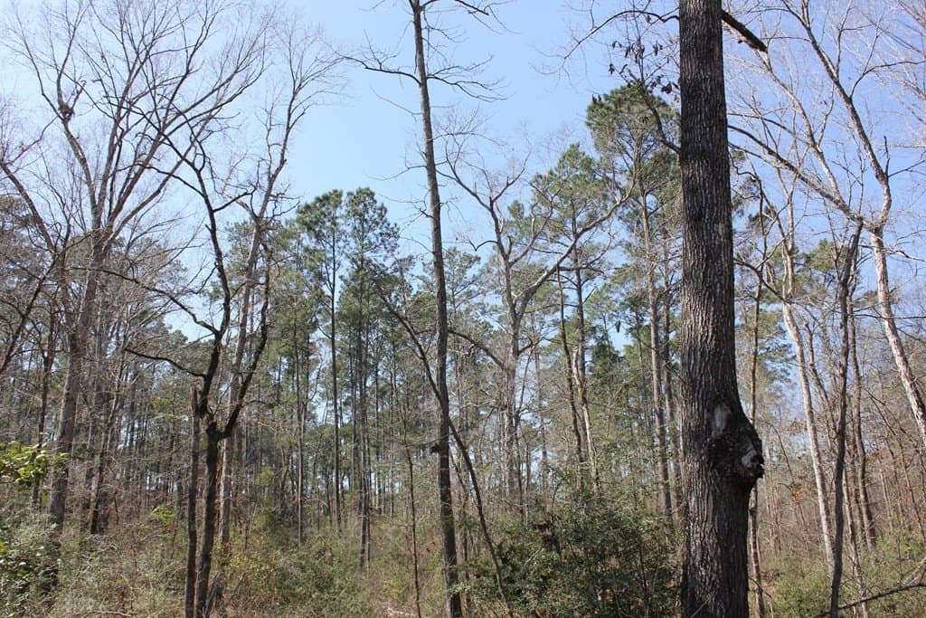 57 acres in Texas County gallery image 4