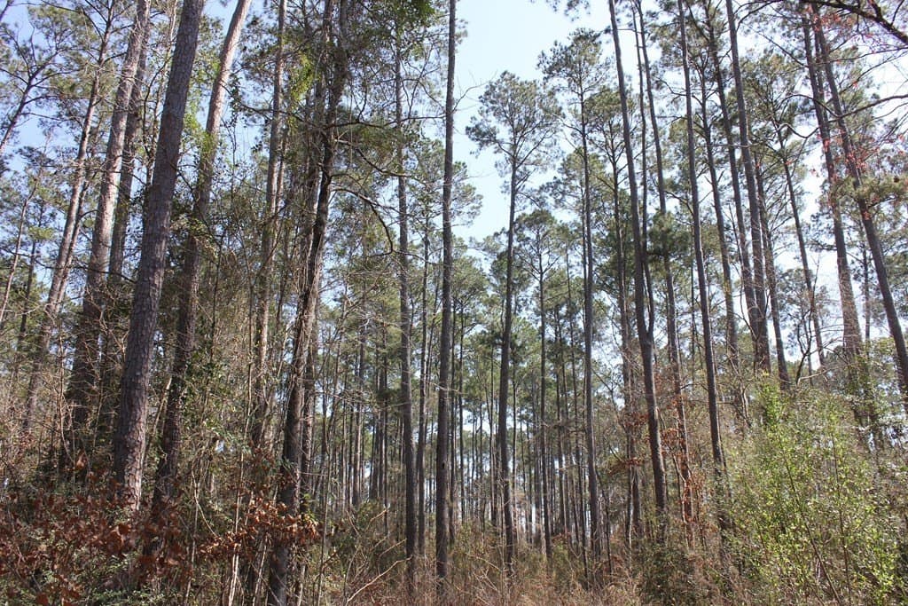 57 acres in Texas County - photo 14