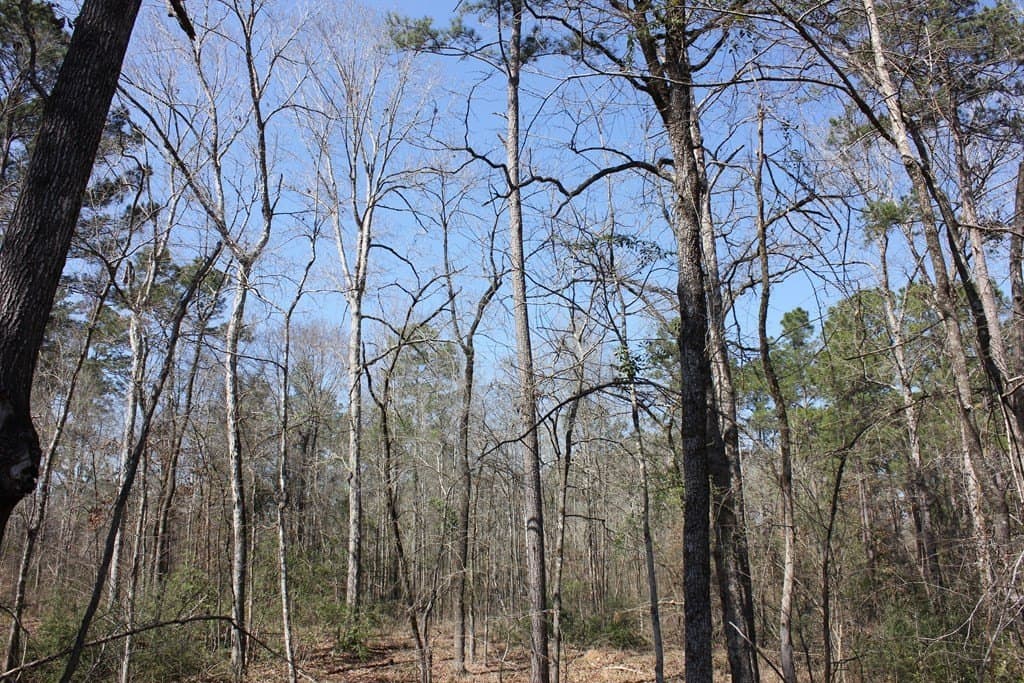 57 acres in Texas County featured view