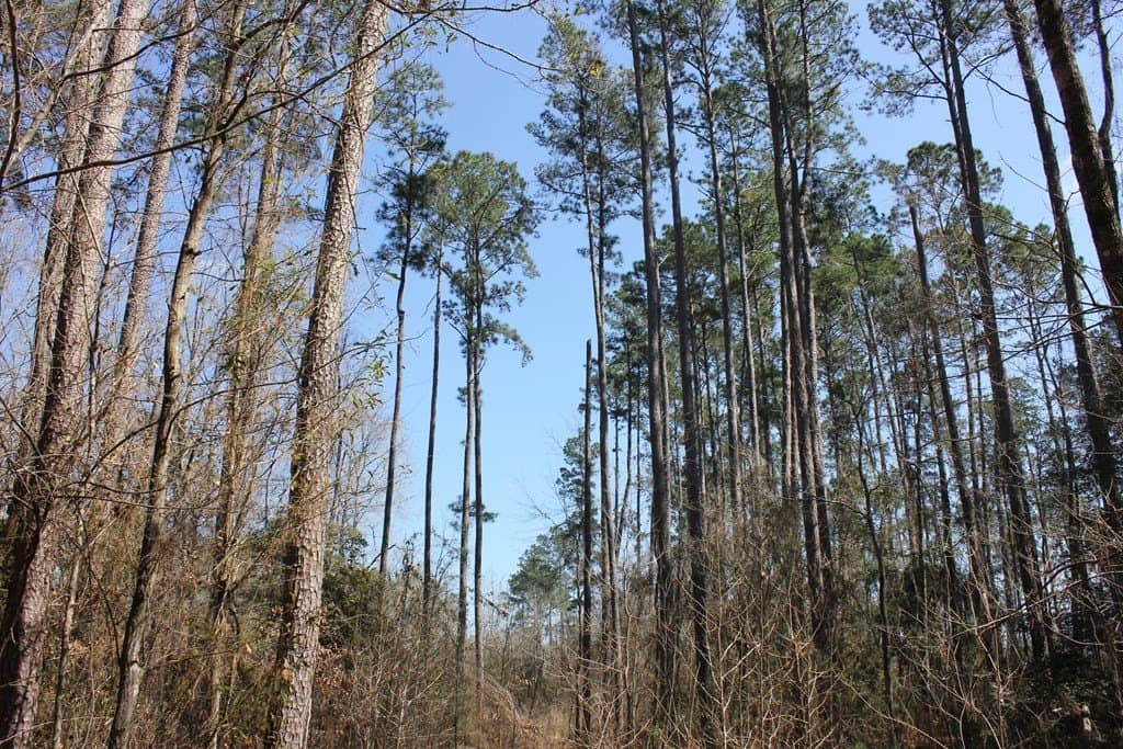 57 acres in Texas County gallery image 2