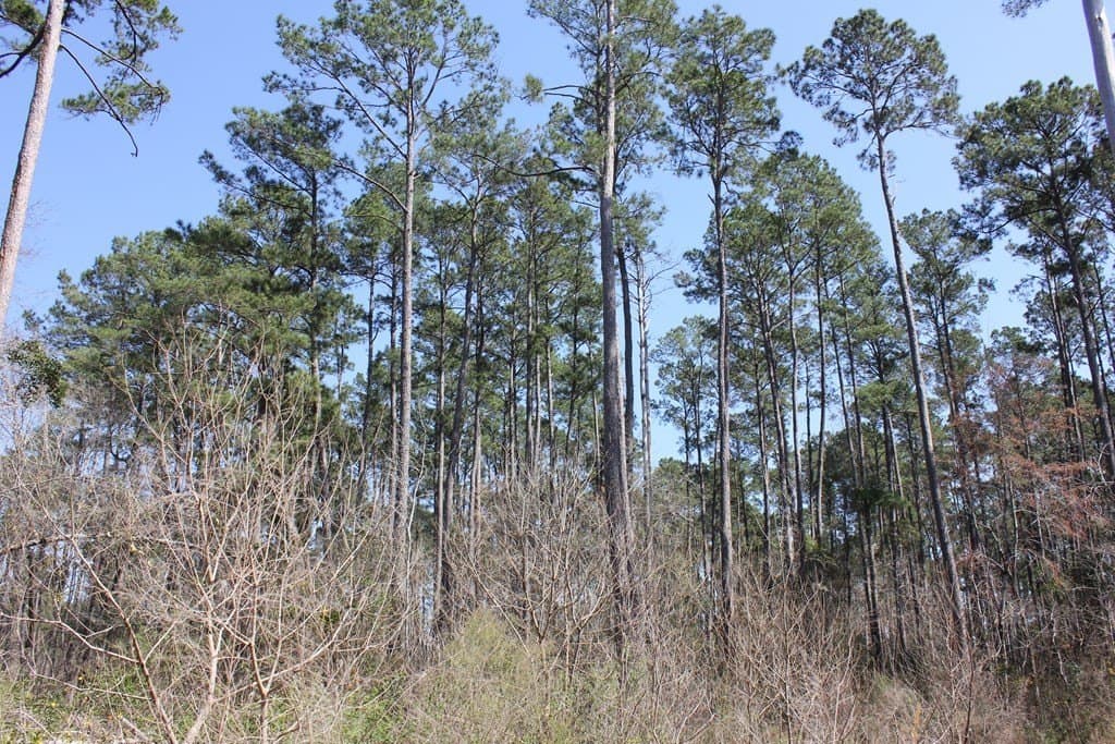 57 acres in Texas County - photo 12
