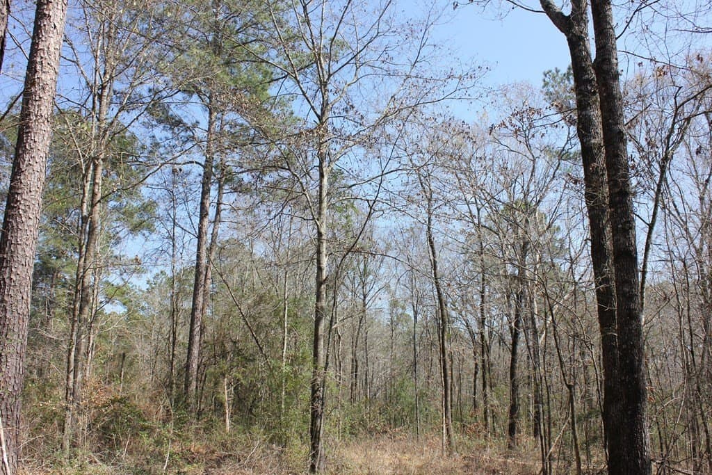 57 acres in Texas County - photo 10
