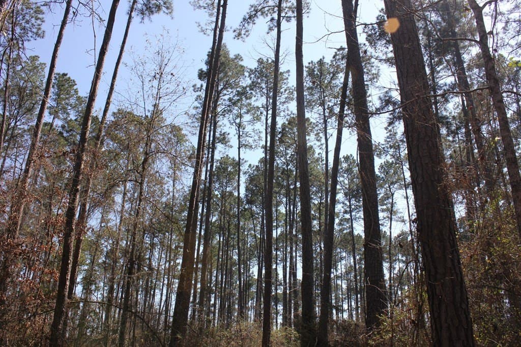 57 acres in Texas County - photo 19
