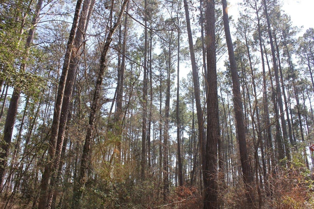 57 acres in Texas County - photo 16