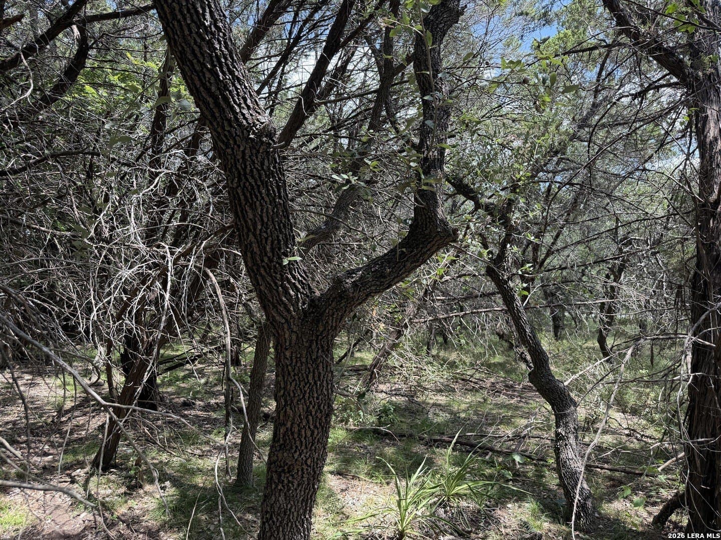 0.85 acres in Comal County - photo 31
