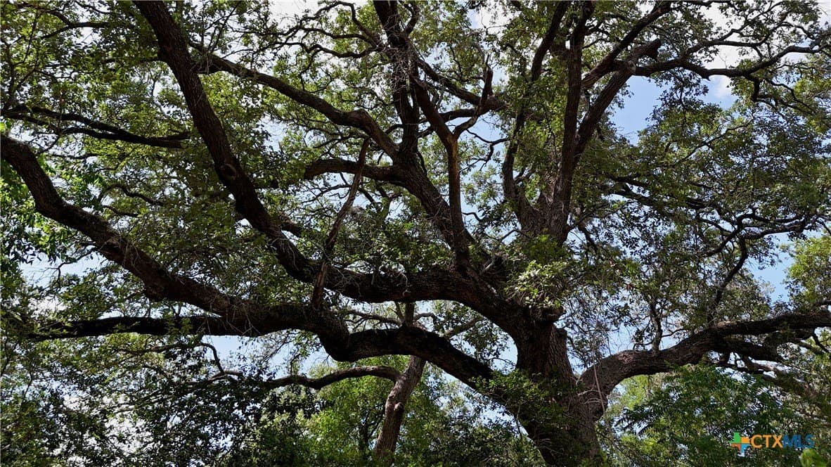 368 acres in Gonzales County - photo 6