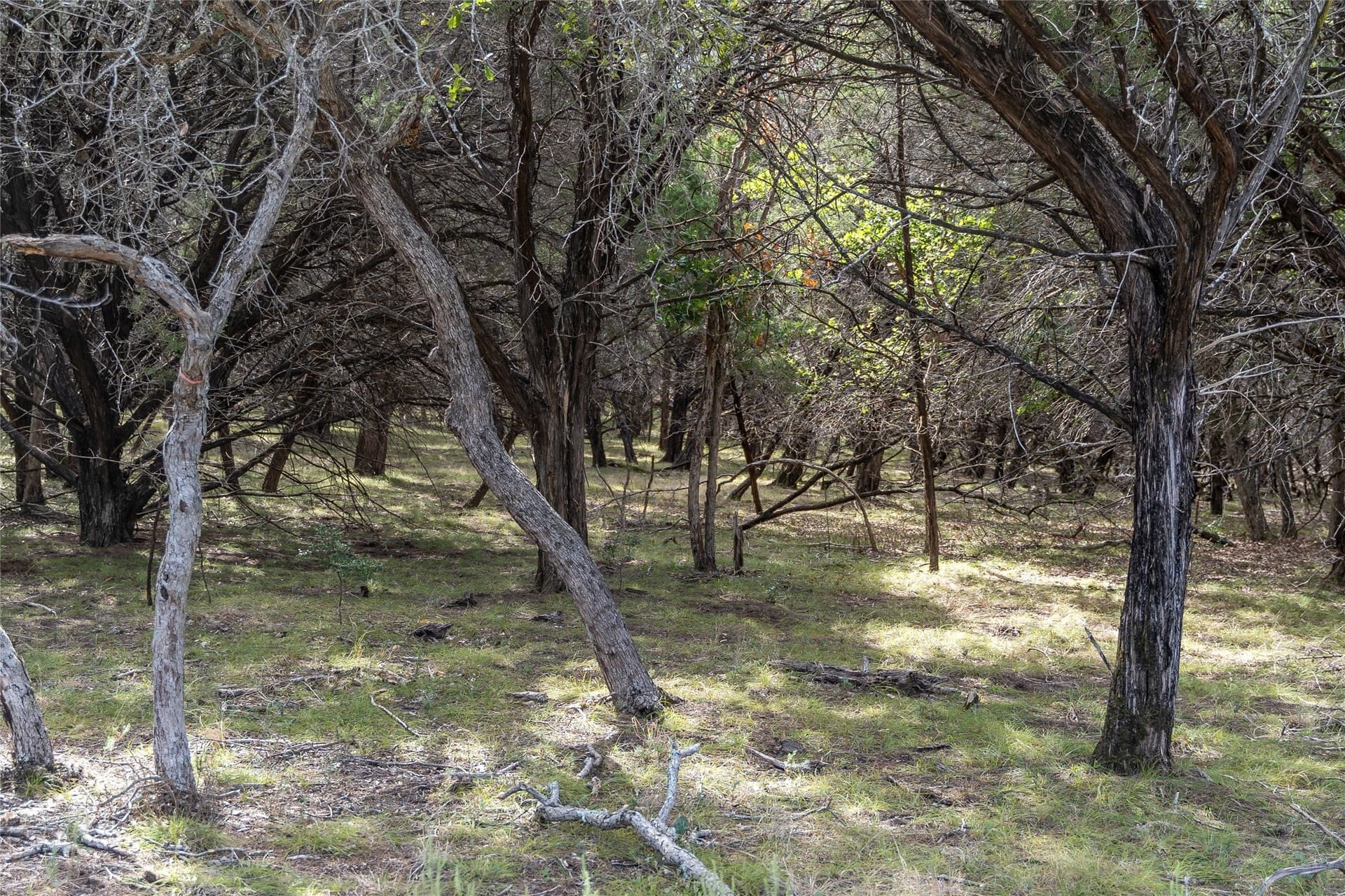 66.99 acres in Bell County - photo 6