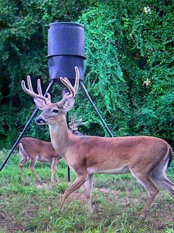 10.5 acres in Henderson County gallery image 2