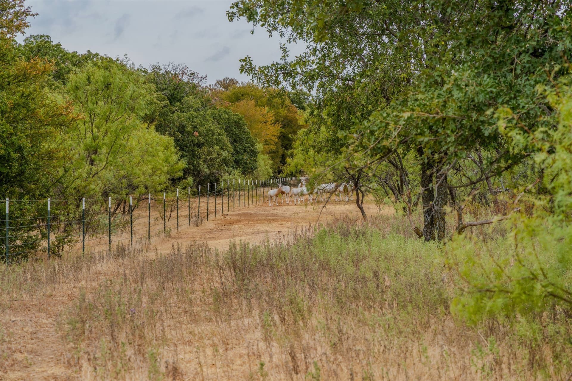 92.39 acres in Young County - photo 6