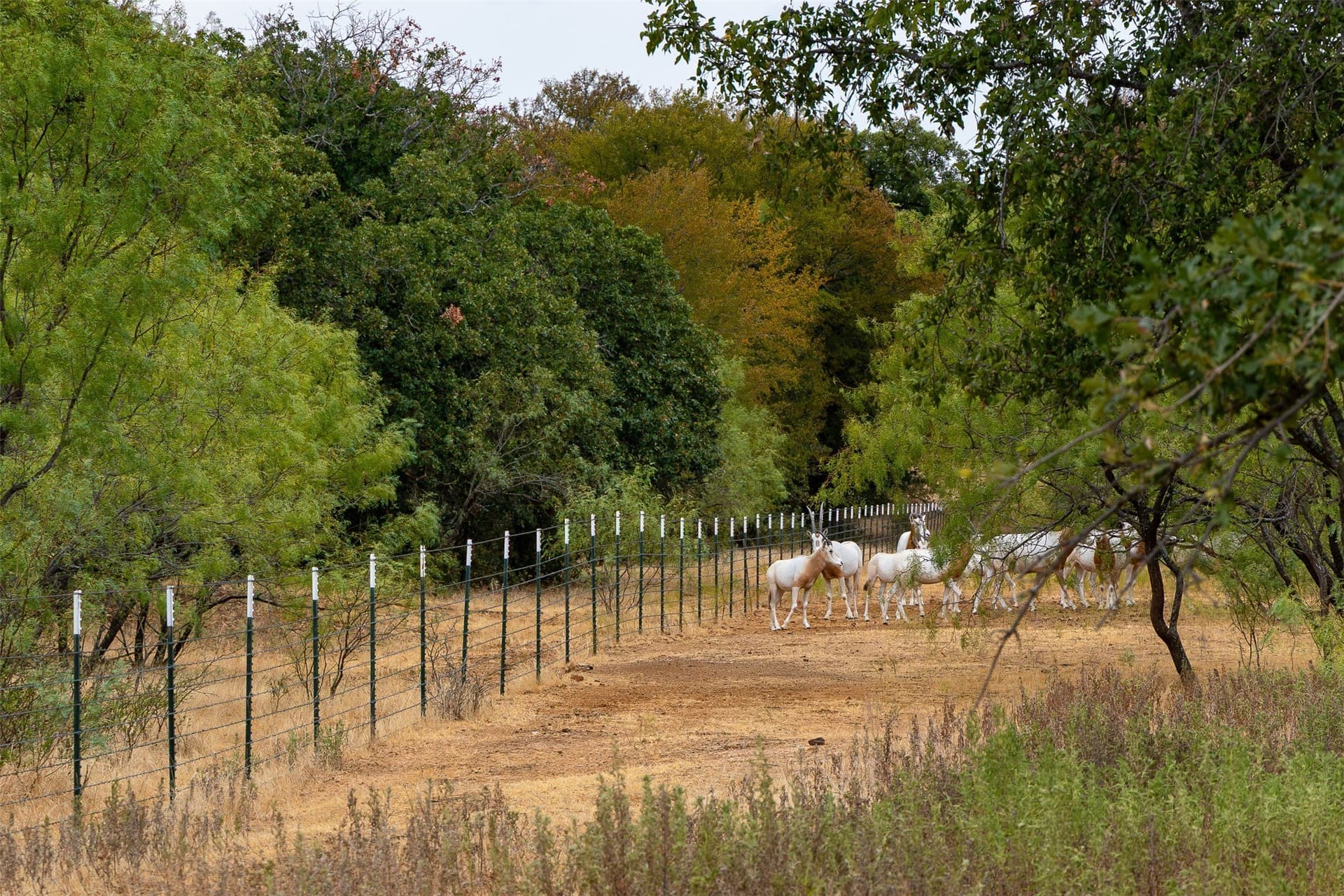 92.39 acres in Young County - photo 39