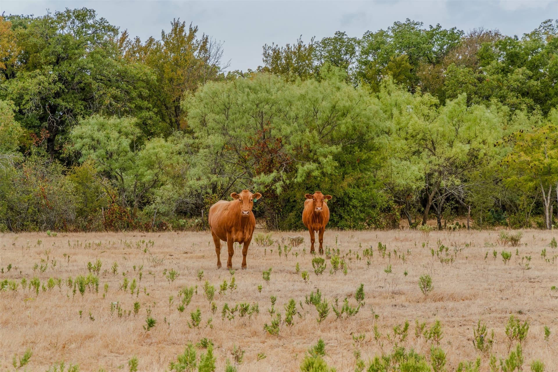 92.39 acres in Young County - photo 7