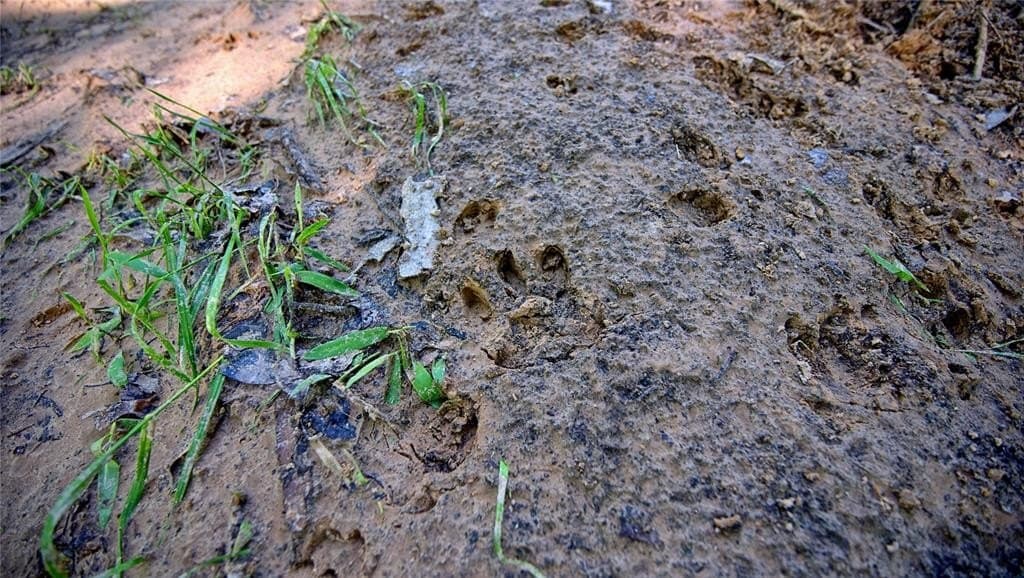 57.13 acres in Montague County featured view