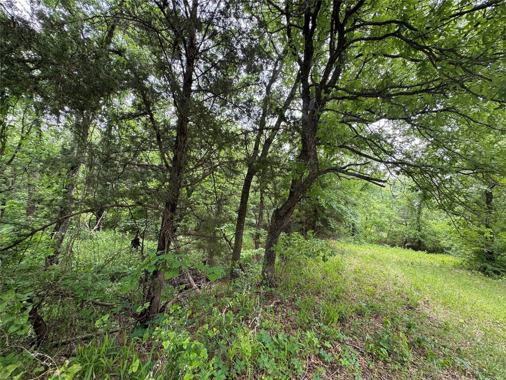 4.99 acres in Cooke County featured view