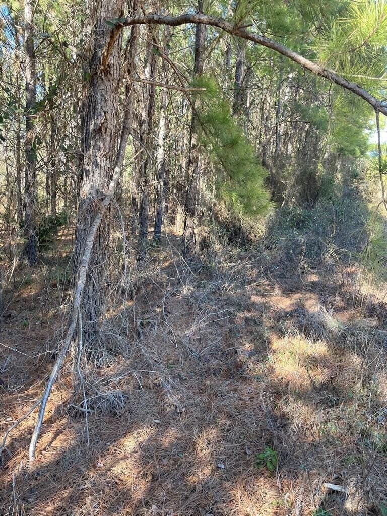 12 acres in Texas County - photo 8