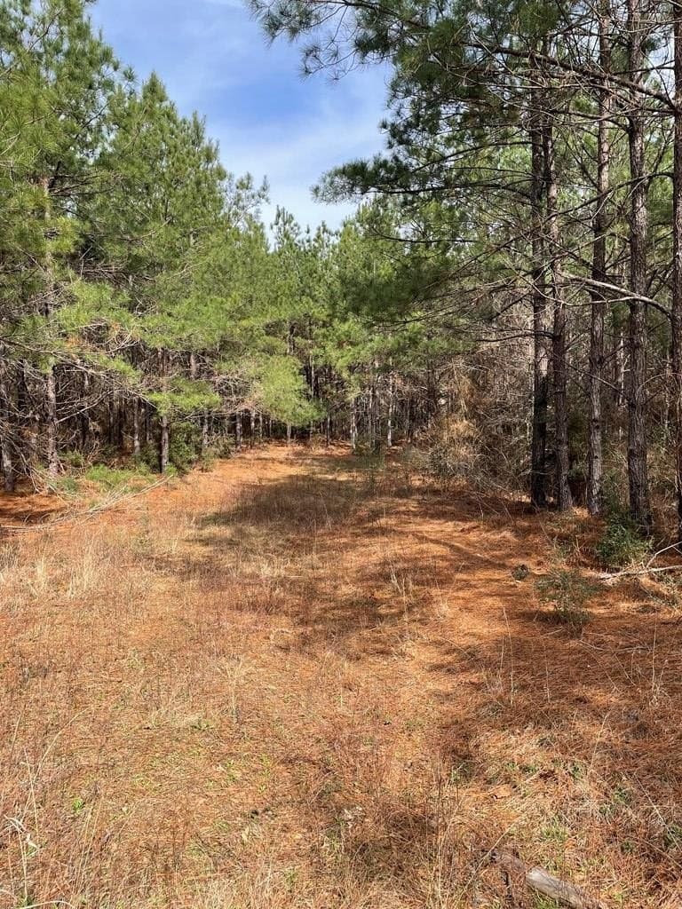 12 acres in Texas County - photo 4