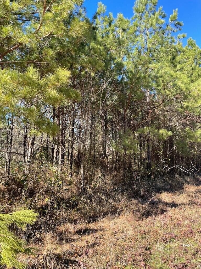 12 acres in Texas County - photo 7