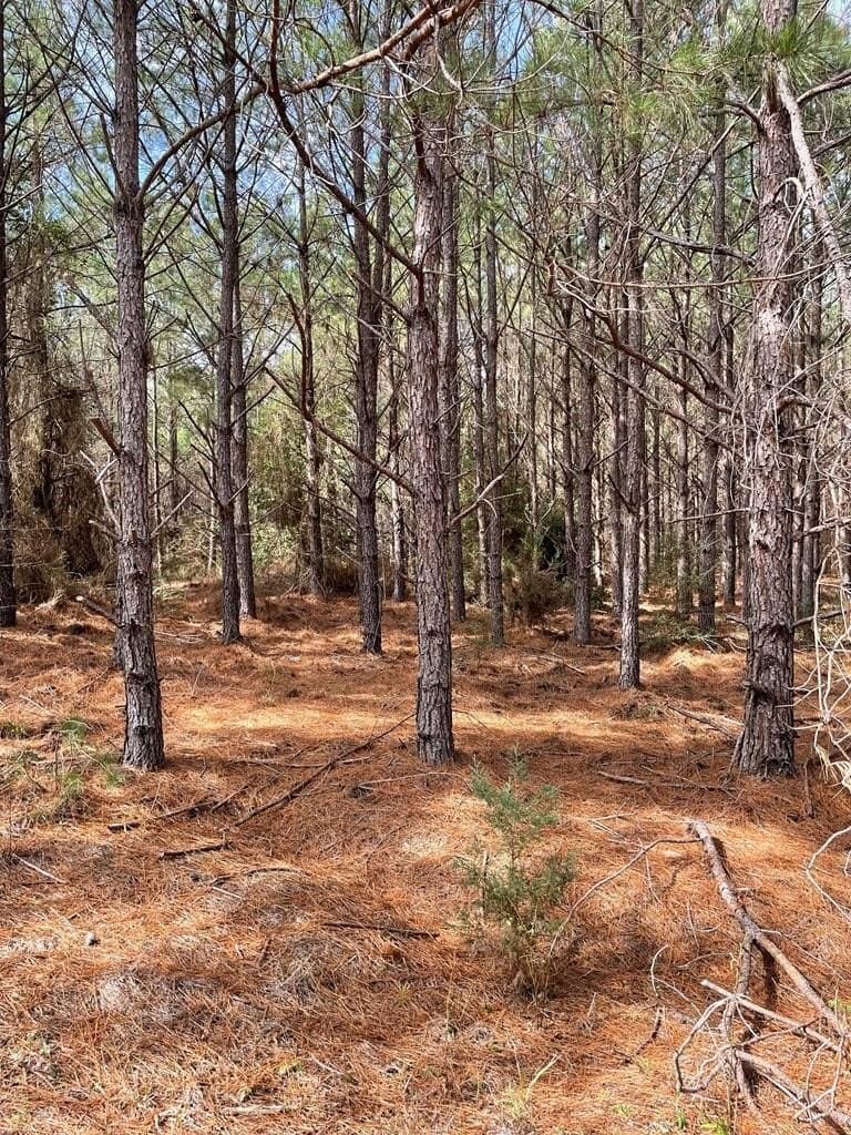 12 acres in Texas County - photo 3
