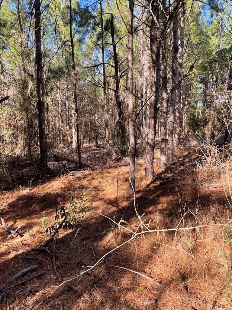 12 acres in Texas County - photo 5