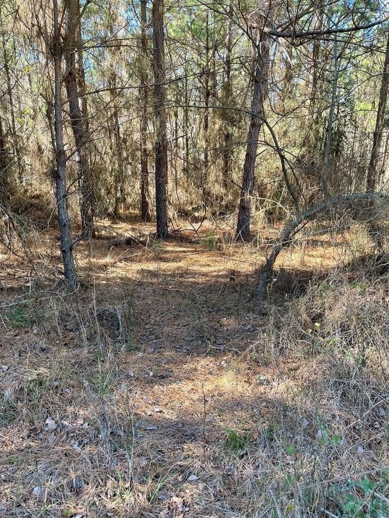 12 acres in Texas County - photo 6