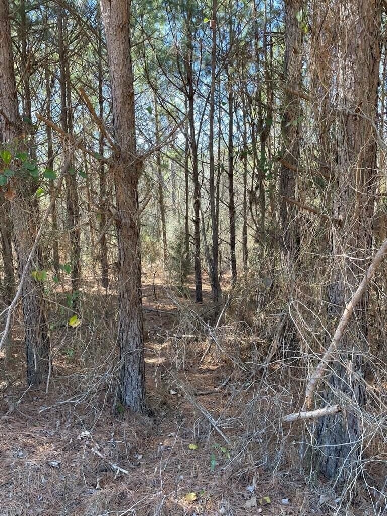 12 acres in Texas County - photo 9