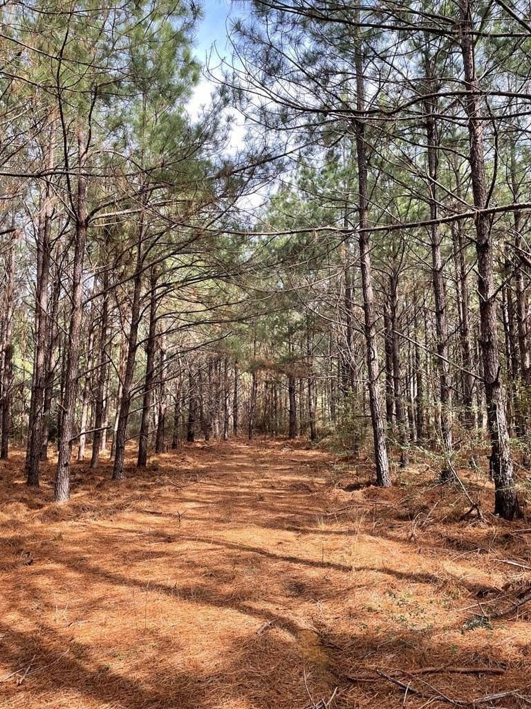 12 acres in Texas County