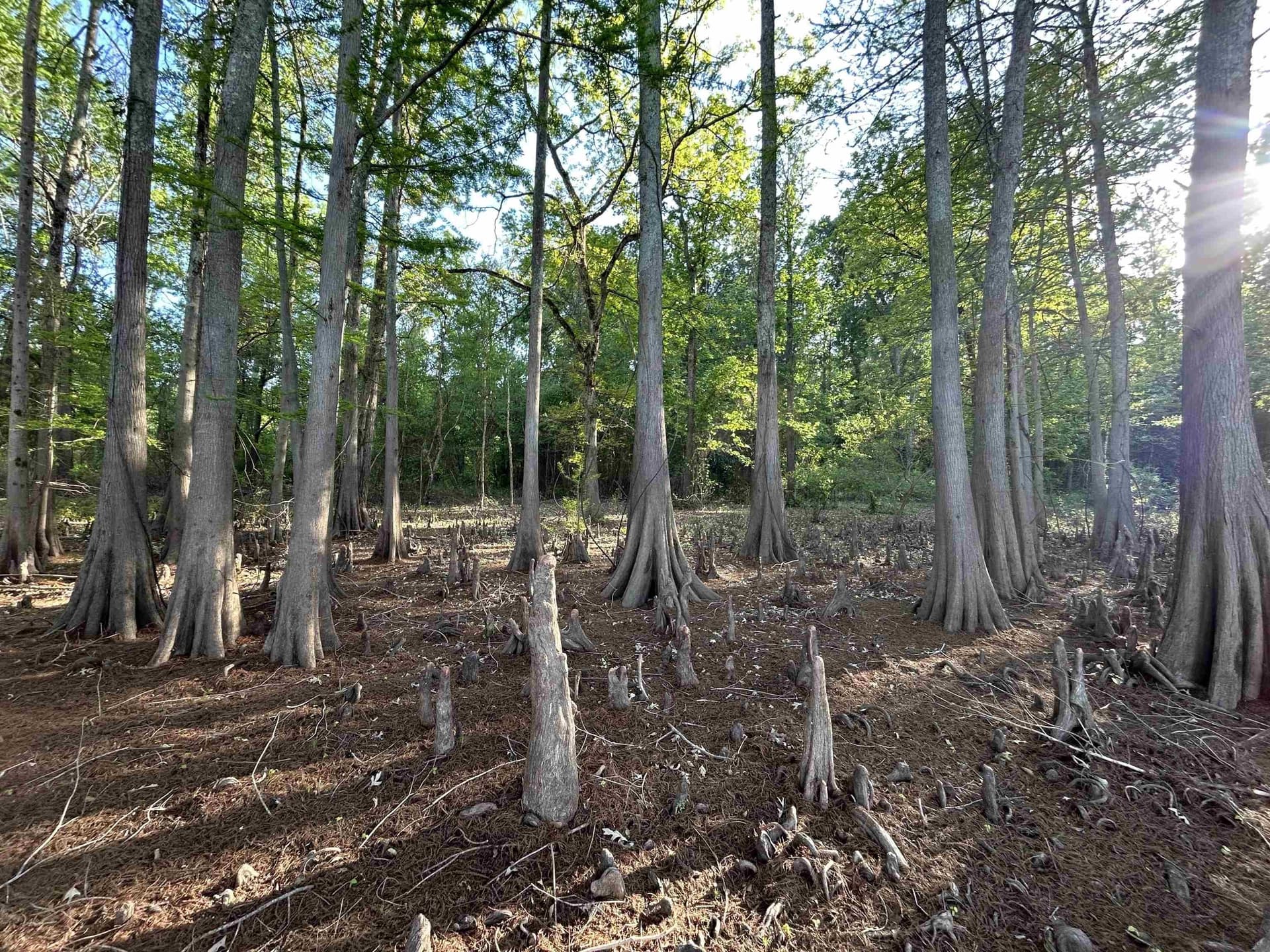 19.66 acres in Marion County gallery image 3