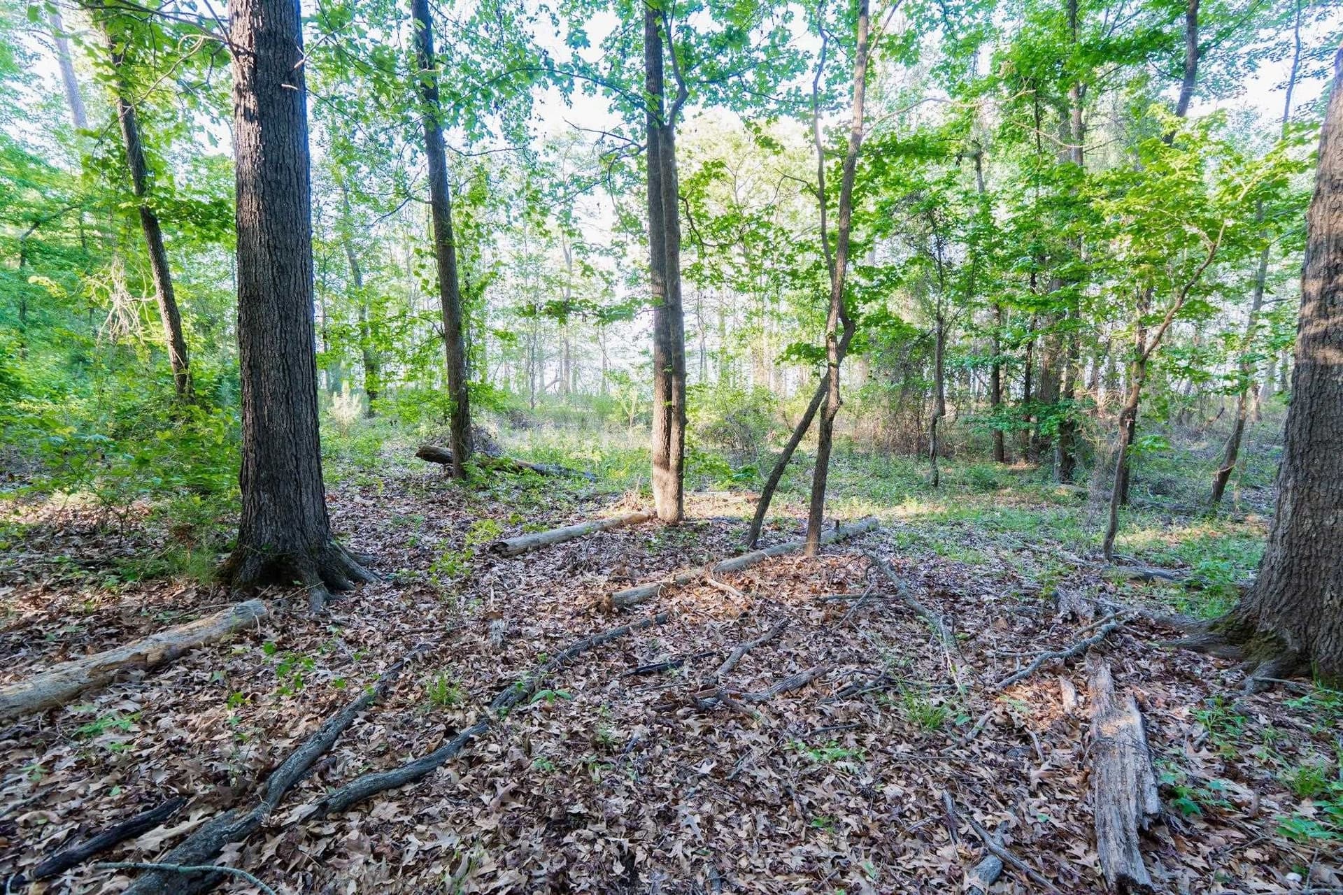 19.66 acres in Marion County gallery image 4