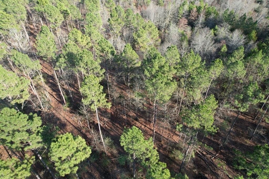 22 acres in Panola County gallery image 2