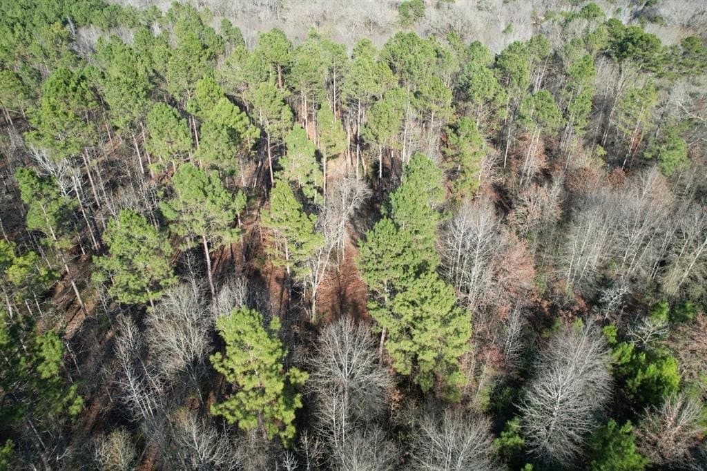 22 acres in Panola County gallery image 3