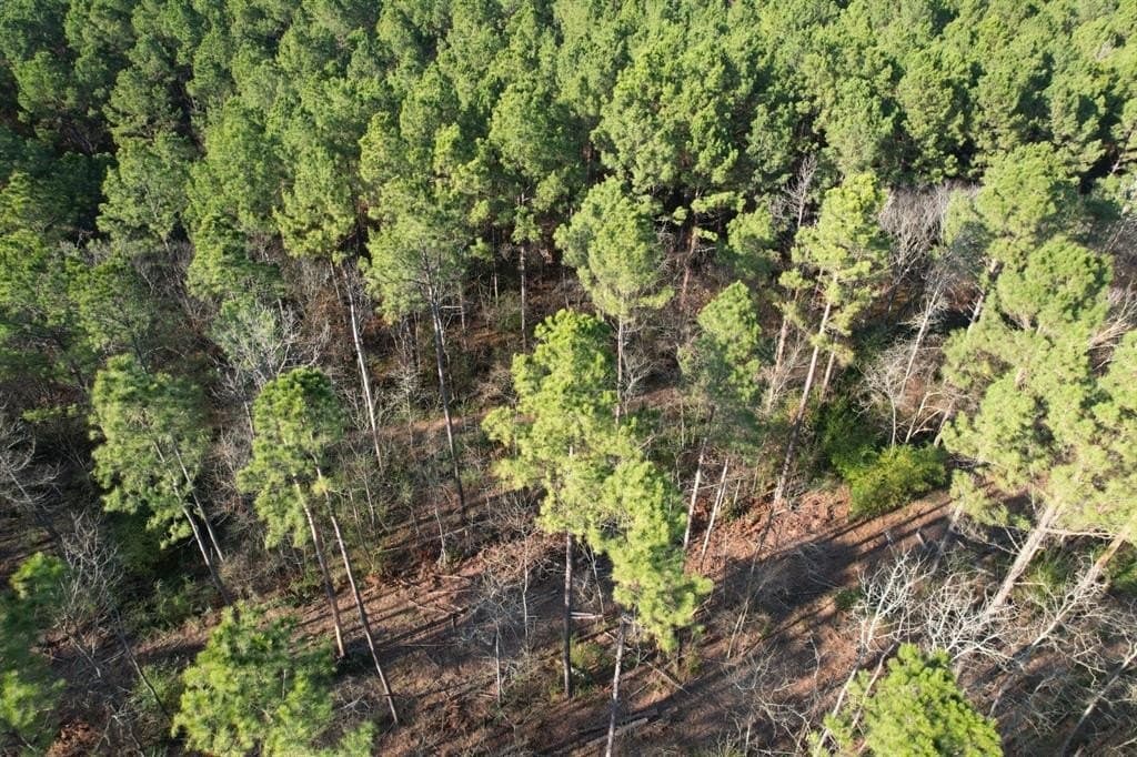 22 acres in Panola County gallery image 4