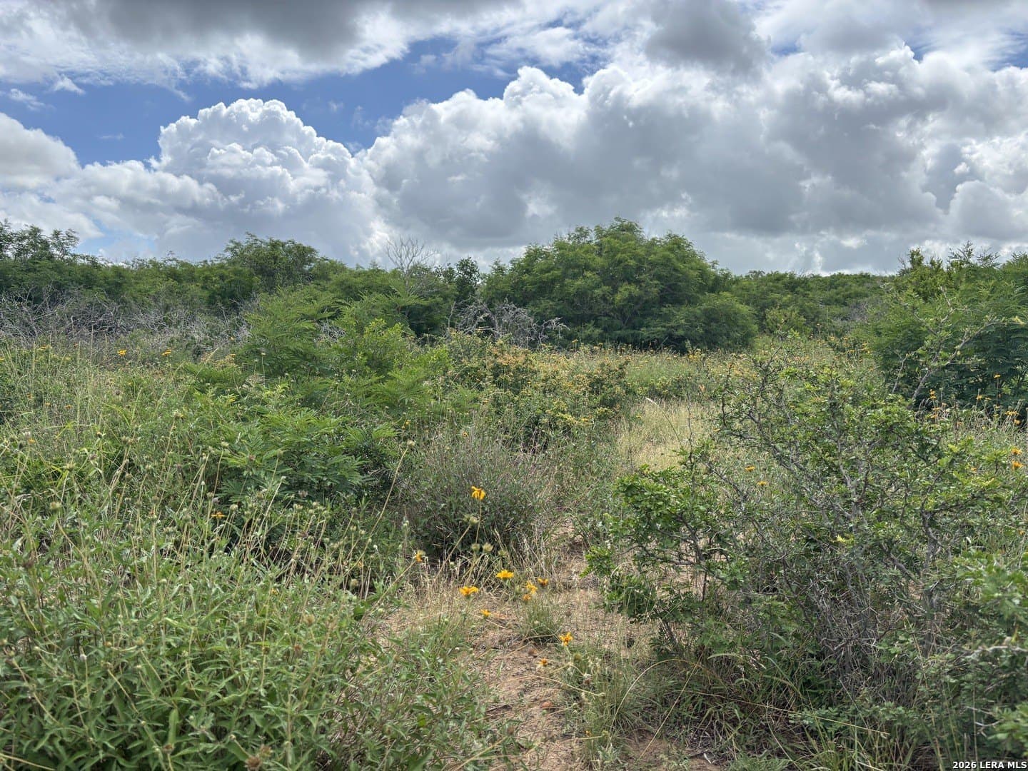 15 acres in Frio County gallery image 2