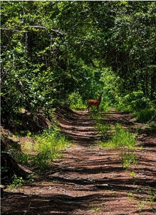186.14 acres in Texas County - photo 24