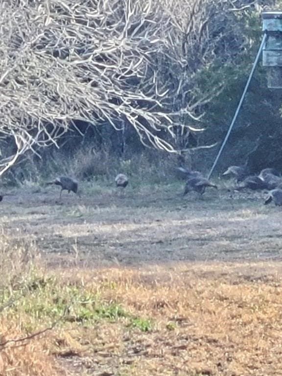 50 acres in Jim Wells County - photo 17