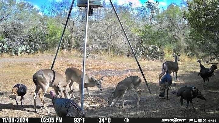 50 acres in Jim Wells County - photo 13