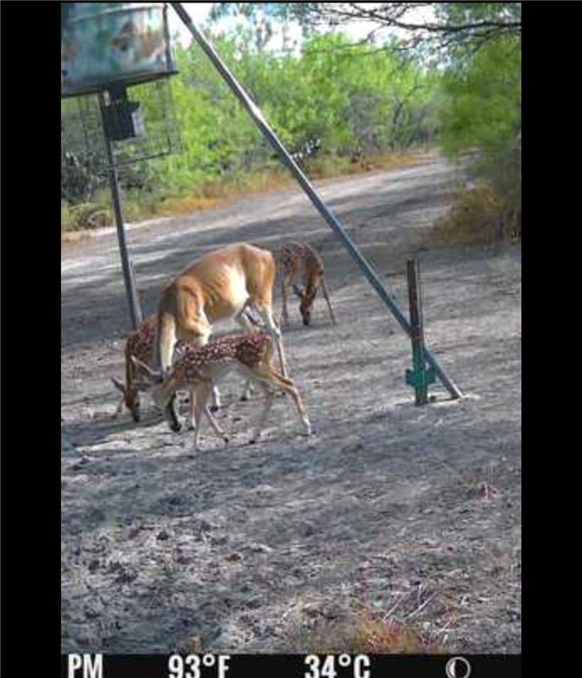 50 acres in Jim Wells County - photo 33