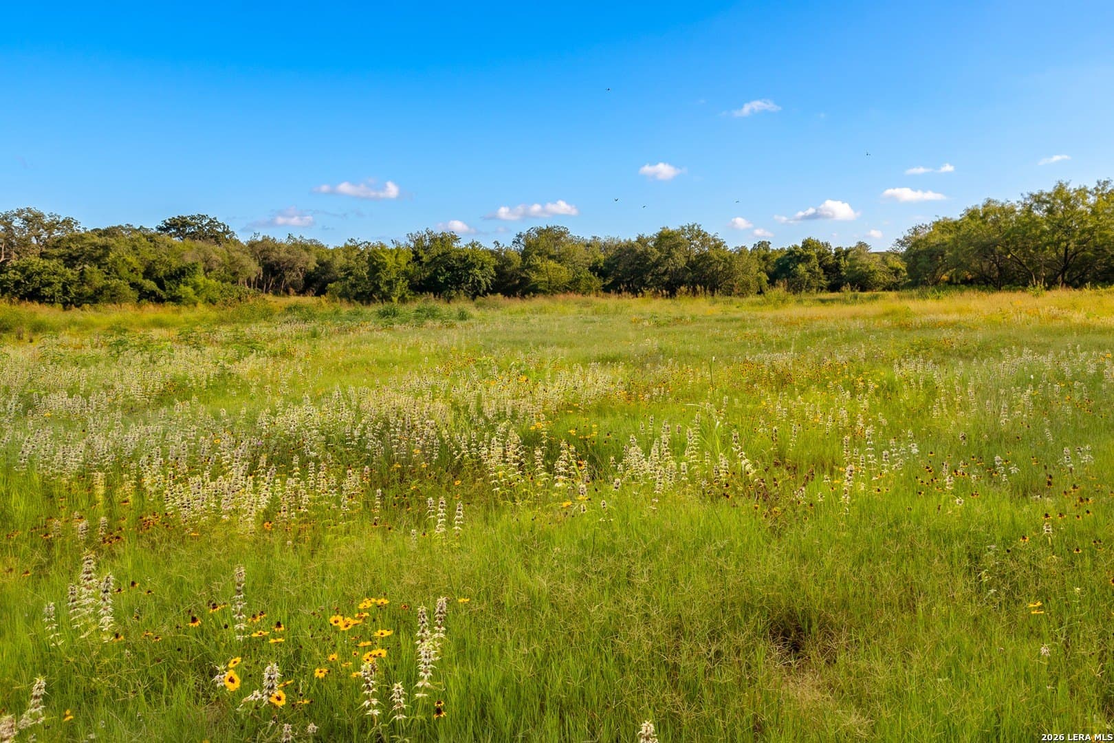 44.94 acres in Guadalupe County gallery image 4