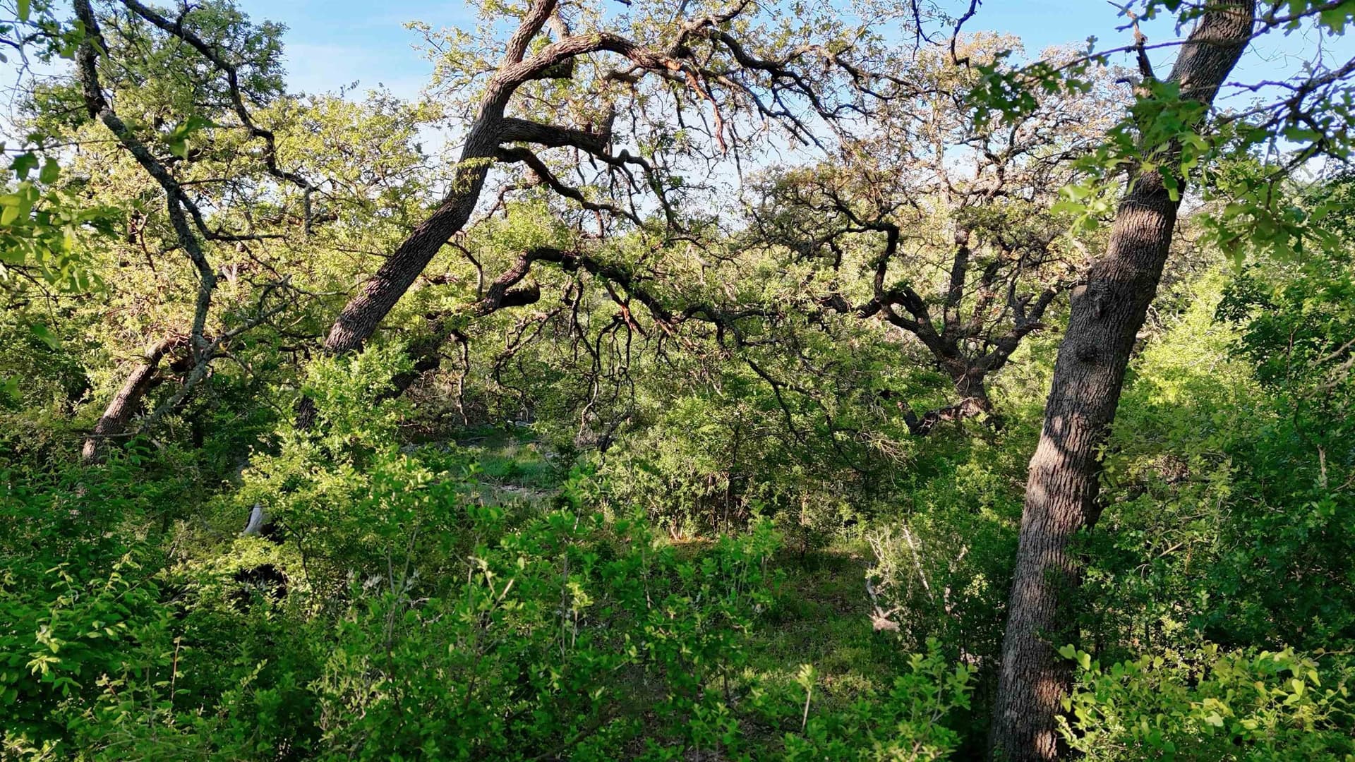 44.84 acres in Llano County - photo 27